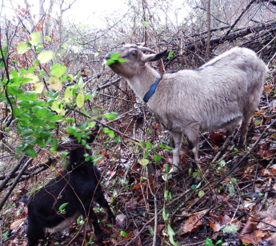 Winter goat fodder