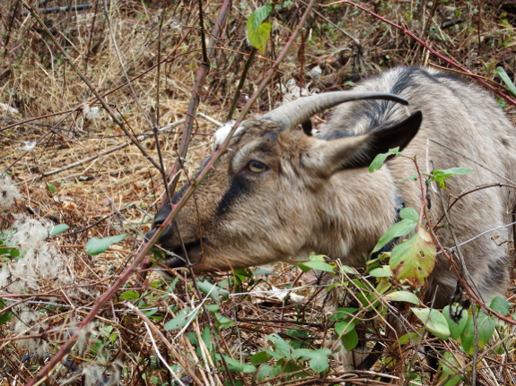 Brown goat