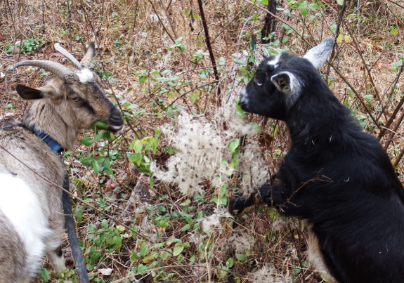 Horned vs. hornless goat