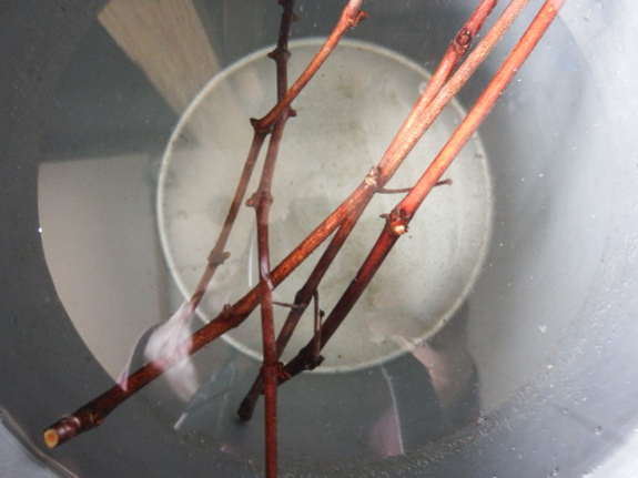 Soaking grape cuttings