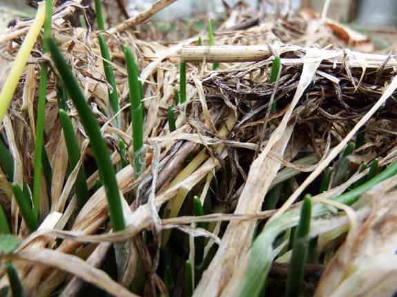 Sprouting chives