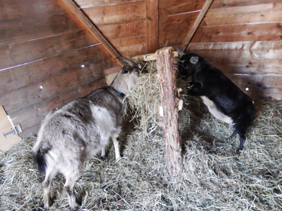 Cold goat hay