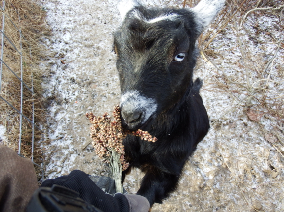 Goat eating sorghum