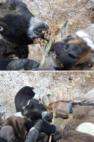 Head-butting goat