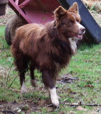 Australian shepherd