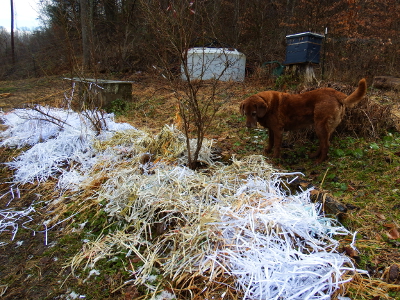 Shredded-paper mulch