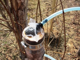 Collecting sap from a pollarded tree
