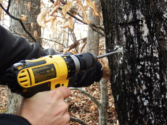 tapping a sugar maple tree with a drill