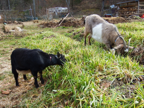 Grazing goats