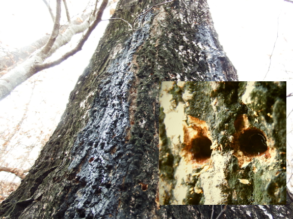 Sapsucker holes