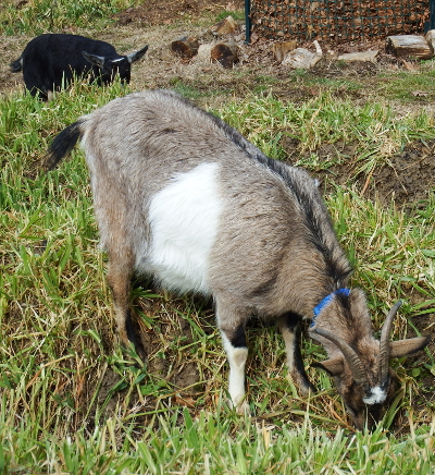 Grazing goats