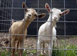 Happy goats