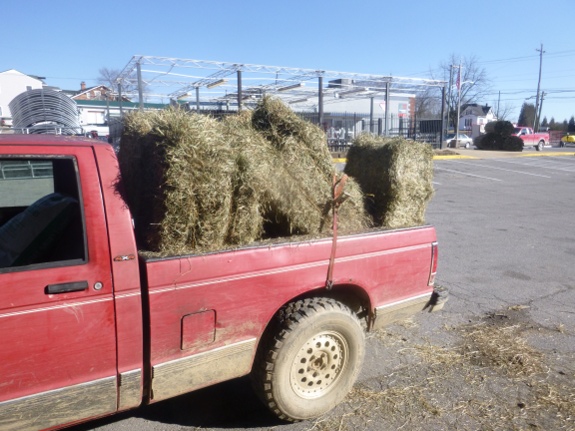 hay shortage