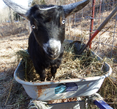 Blue-eyed goat