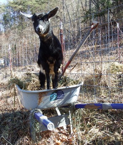 Gardening with a goat