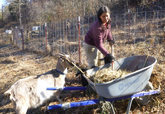 Goat bedding