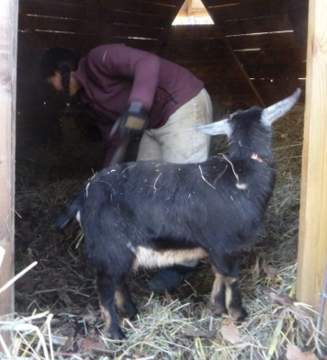 Goat helper