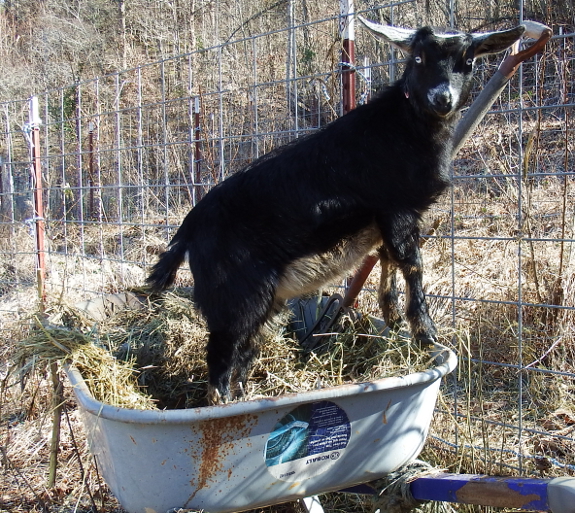 Goat in wheelbarrow