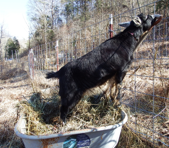 Goat with pitchfork