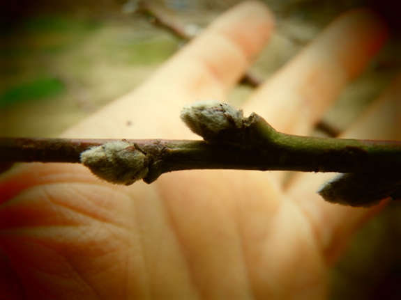 Peach buds