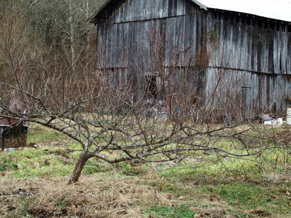 Peach tree