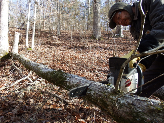 Cutting mushroom logs