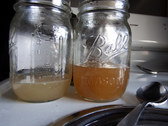 Box-elder and maple syrup comparison