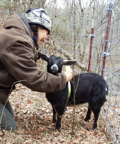 Goat heart girth