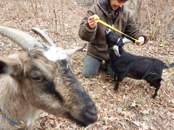 using a ribbon to estimate the weight of a goat