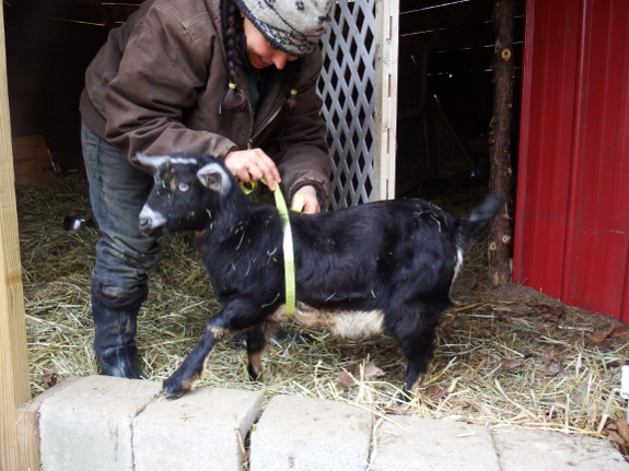 Measuring a goat's girth