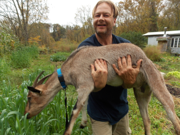 Picking up a goat