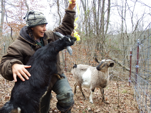 Playing with goats