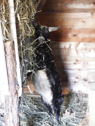 Doeling eating hay