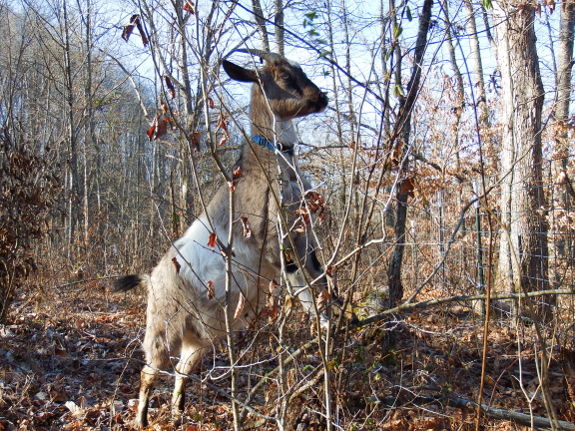 Goat browsing