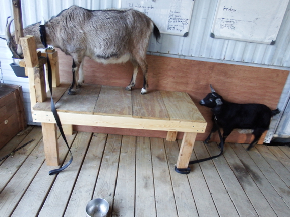 Goat milking stand