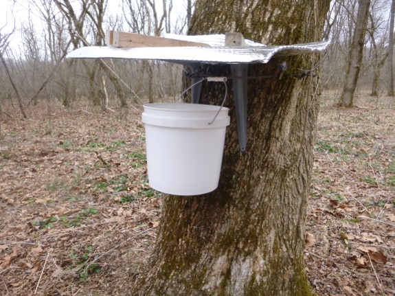 roof for sap bucket