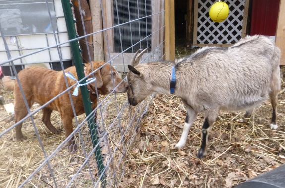 tether ball for goats