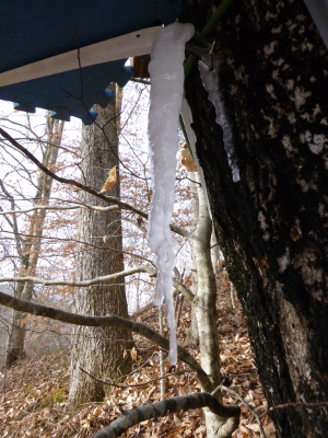 Maple sap sickle