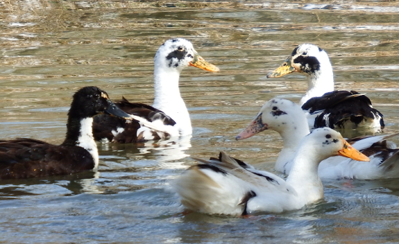 Ancona ducks