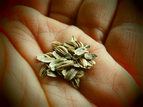 Lovage seeds
