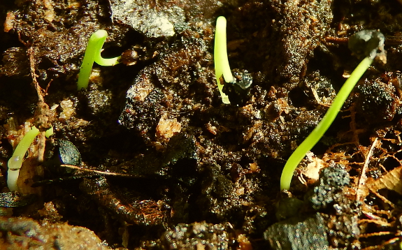 Onion sprouts