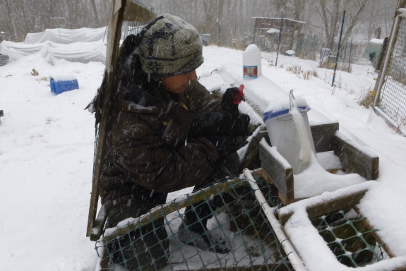 chicken tractor in the snow with hen