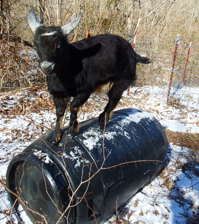 Goat on a barrel