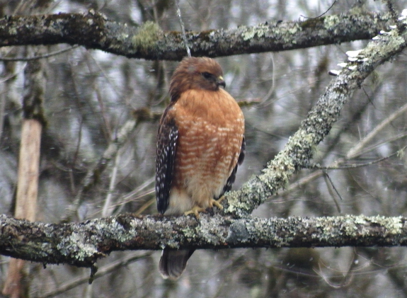 Red-shouldered hawk