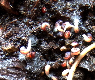 Sprouting poppy seeds