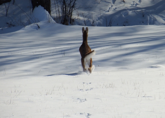 deer running away in snow