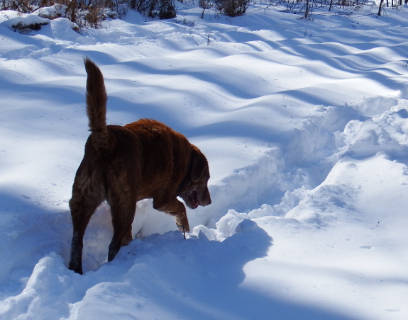 Dog walking down a snowy trail