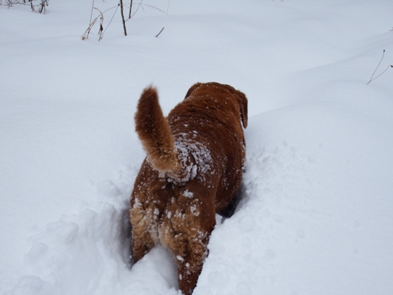 Lucy plowing through snow deep