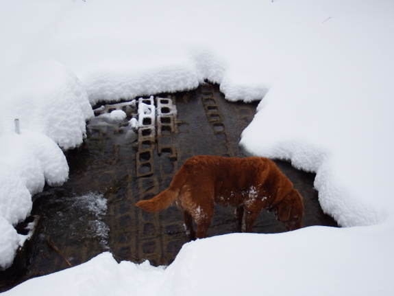 Snow-covered creek