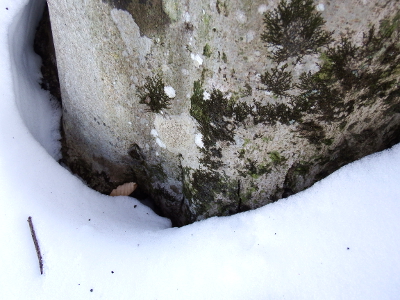 Snow melting around a tree trunk